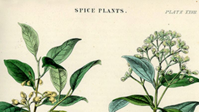 Decorative image of spice plants